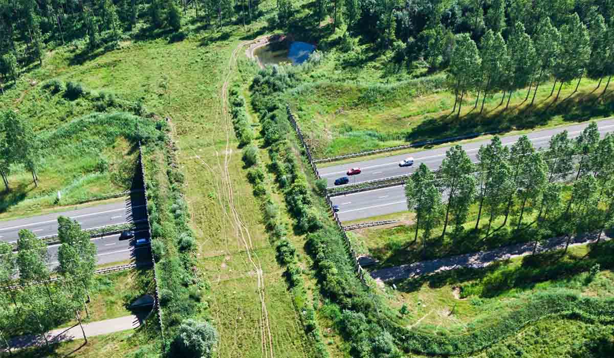 Un ponte per l'attraversamento animale vicino Madrid è divenuto il simbolo delle infrastrutture verdi